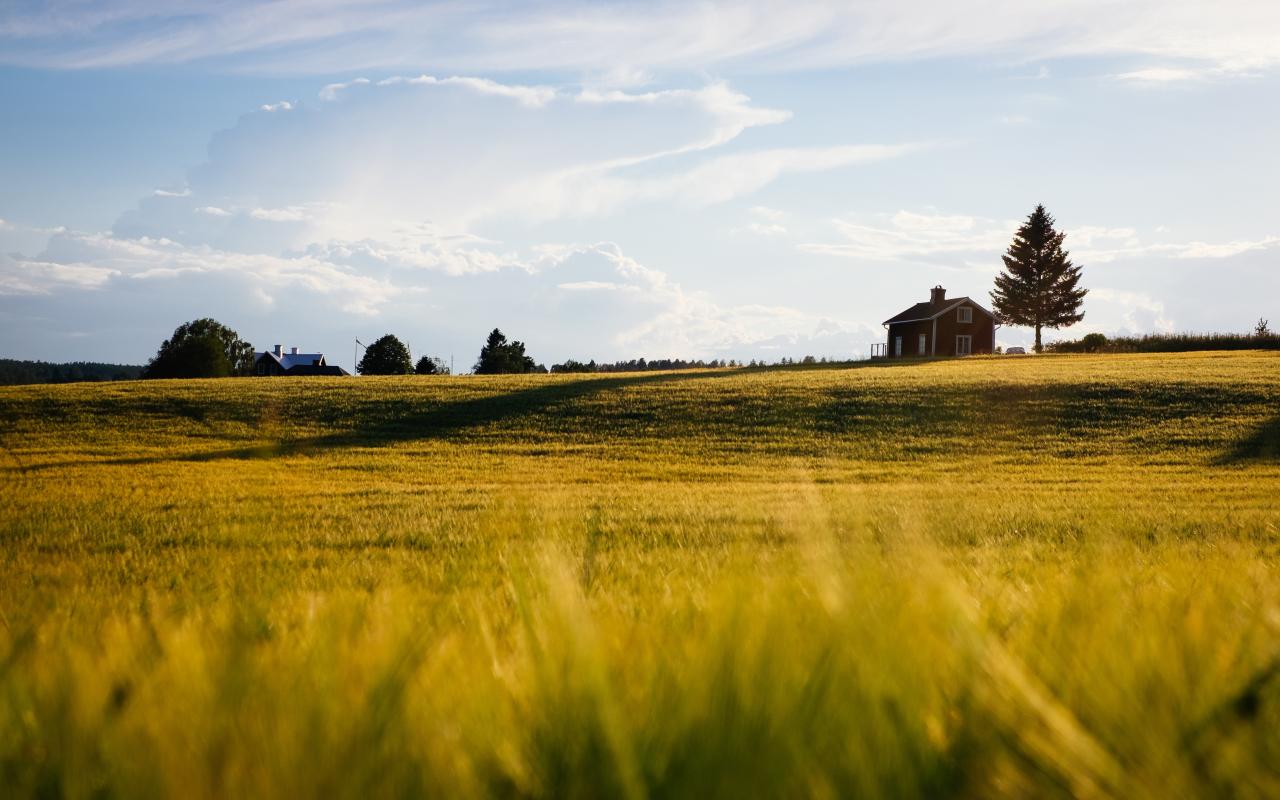 Golden field with small green trees in the background