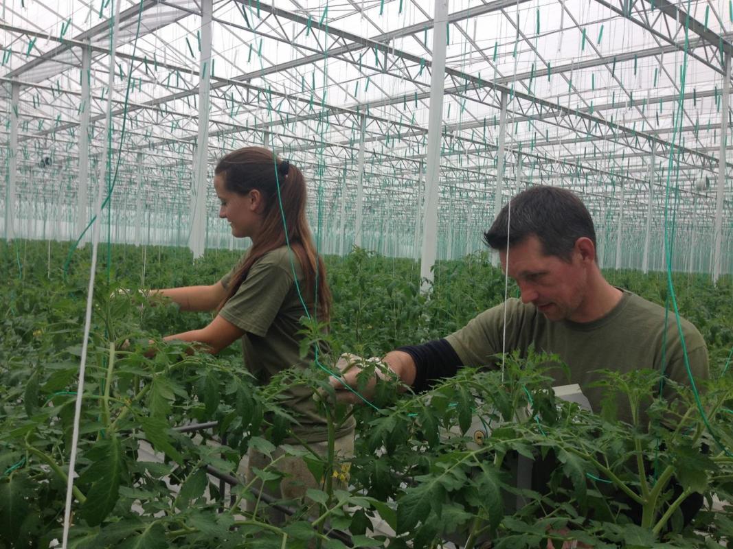 Tomato leaves and flowers. Courtesy of Veresi Paradicsom Ltd.