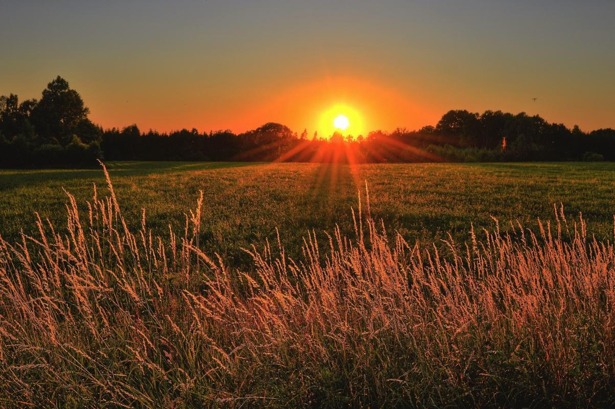 Field of Wheat at Sunset with Golden Sun
