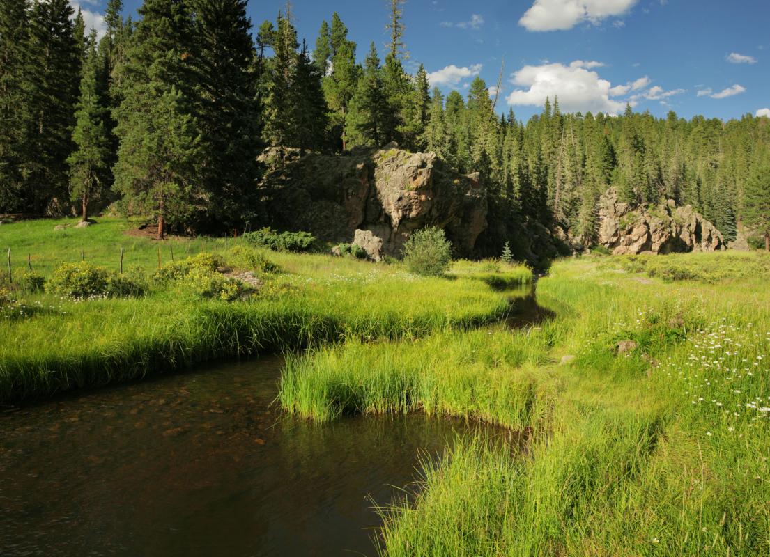 Stock photo of forest and stream in New Mexico