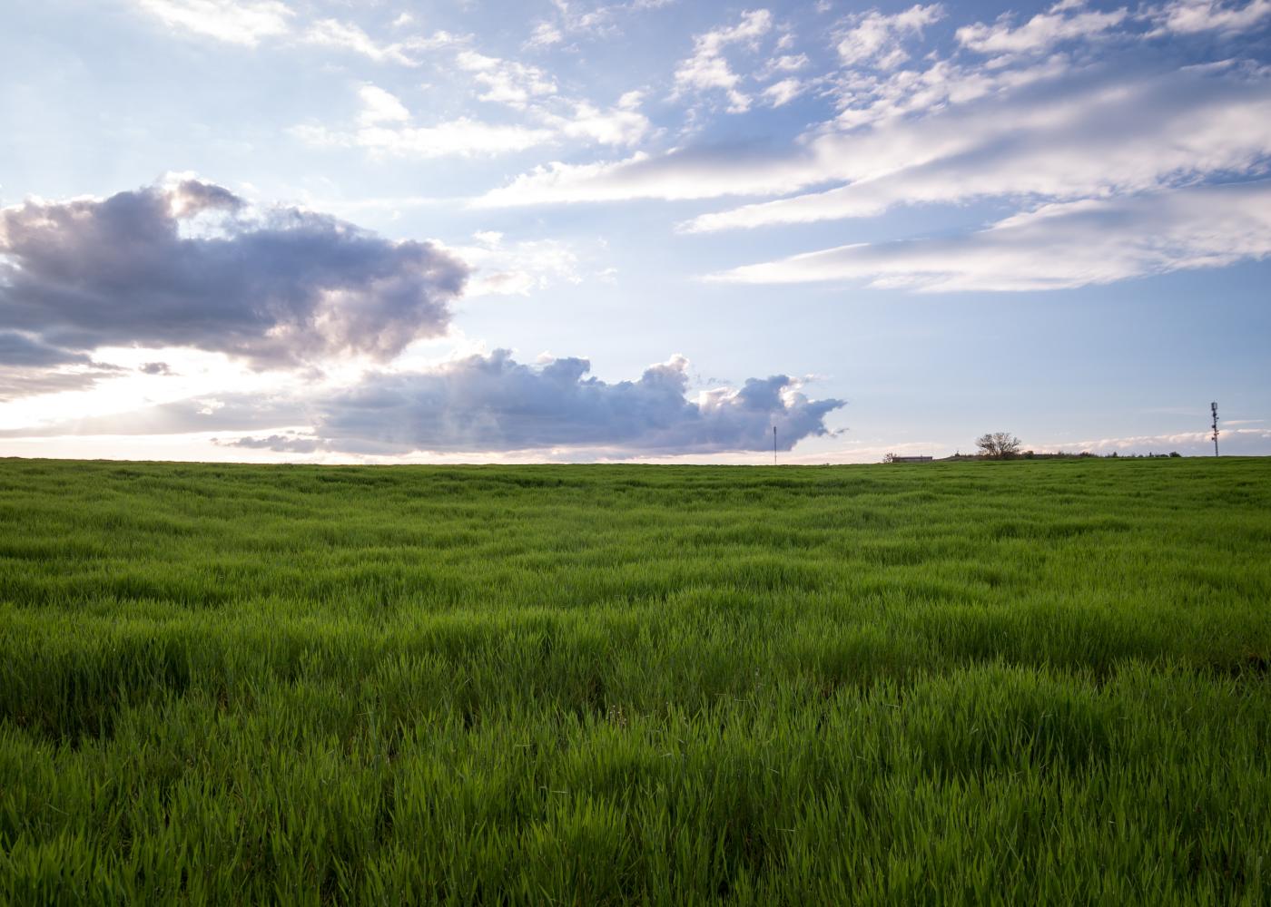 A field full of green grass with a bright, slightly cloudy sky above.