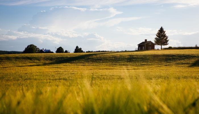 Golden field with small green trees in the background