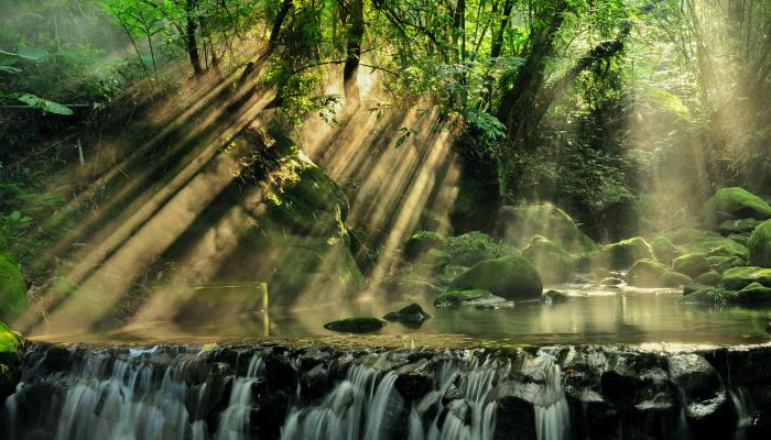 Green Forest With Trees and Small Waterfall