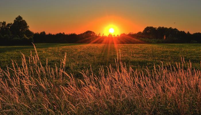 Field of Wheat at Sunset with Golden Sun