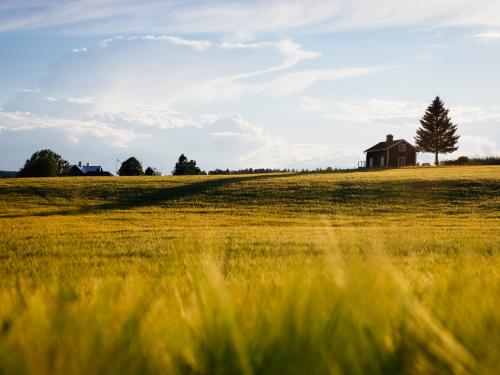 Golden field with small green trees in the background