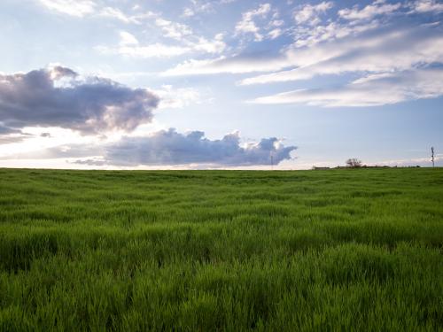 A field full of green grass with a bright, slightly cloudy sky above.