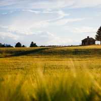 Golden field with small green trees in the background